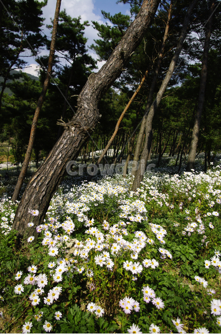 나무,숲,구절초,꽃,풍경,식물,flower,plant