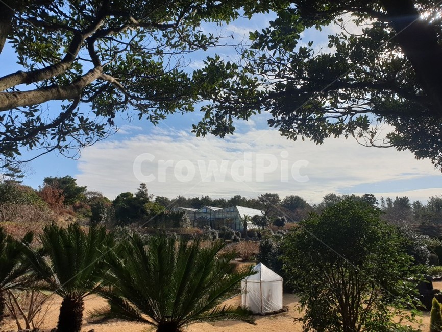 제주도,산책로,카밀리아힐,나무,풍경,자연,자연,풍경,nature,landscape,plant,식물,tree