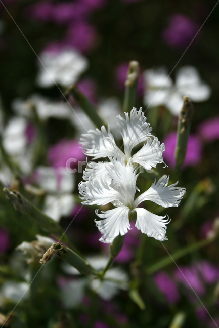 패랭이꽃,식물,flower,plants,nature,꽃,꽃봉오리,꽃밭,식물,자연,plants,nature,꽃,flower