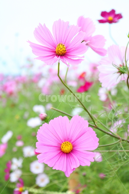 코스모스,꽃,코스모스꽃,식물,자연,야생화,들꽃,가을,국화과,가을,계절,fall,autumn,season,식물,자연,plants,nature,꽃,flower,plant,blossom,petal,꽃잎