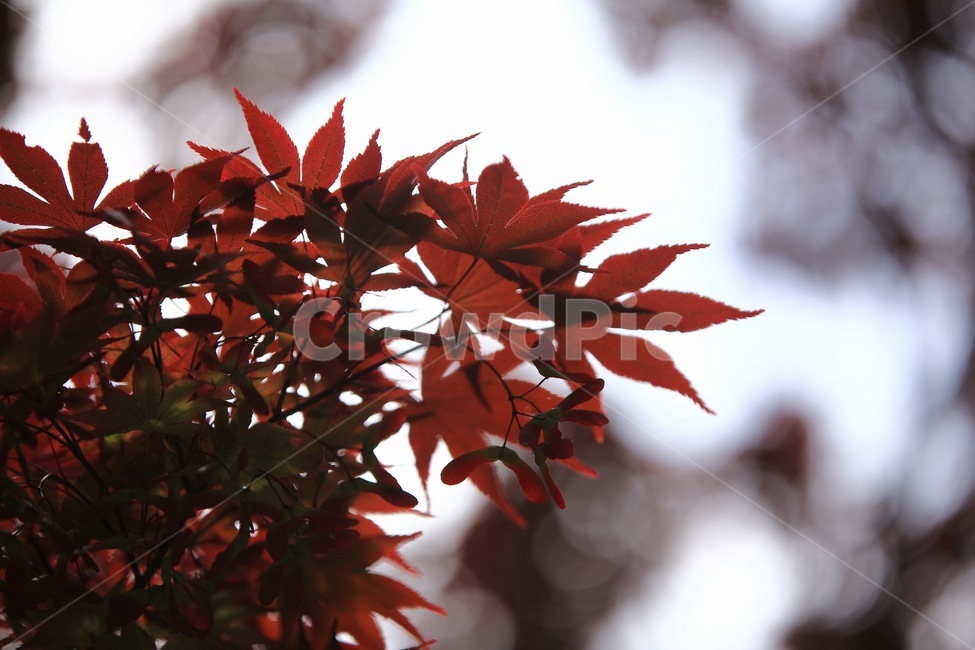 단풍,나무,maple,숲,자연,홍단풍
