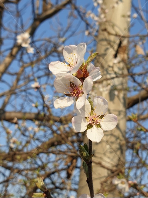식물,plant,꽃나무,벗꽃,spring,봄나무,봄,flower