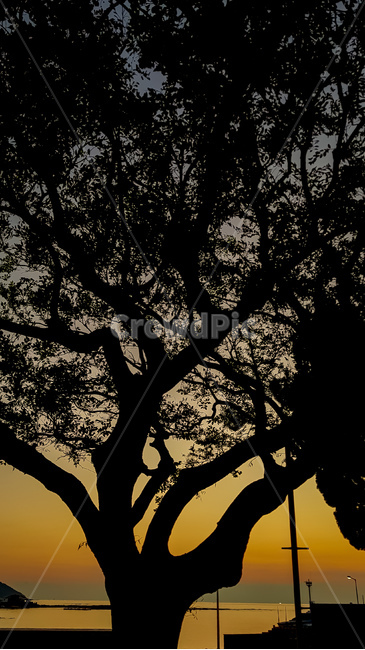 석양,일몰,해넘이,해돋이,일출,노을,태양,바다,제주도,열정,sunset,sunrise,orange,식물,자연,plants,nature,나무,trees,wood,실루엣,그림자,silhouette,shadow