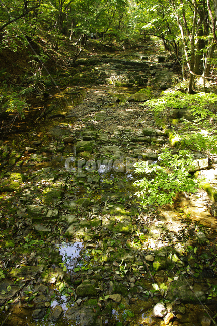 초록,냇물,바위,나무,잎,식물,자연,풍경,nature,landscape,plant,tree,ground,바닥,land,땅,outdoors,옥외