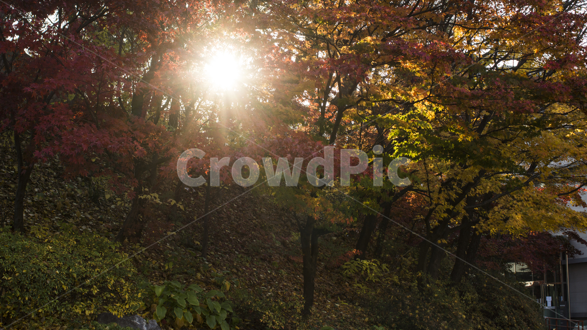 역광,나무,단풍나무,노을,자연,따뜻한,감성,풍경,가을,계절,fall,autumn,season,자연,풍경,nature,landscape,휴식,힐링,rest,relaxation,healing,light,빛,flare,플레어