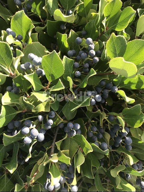 food,음식,plant,식물,열매,파란열매,빛,파란,파란잎사귀,과일,열매,fruit