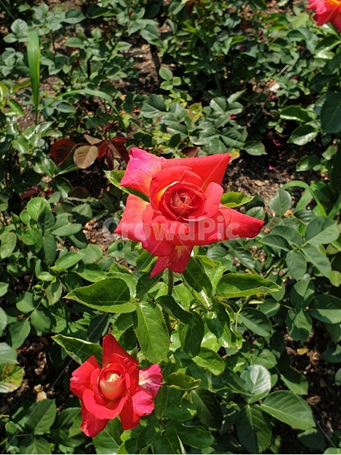 주홍장미,장미꽃,5월장미,장미축제,믹스장미