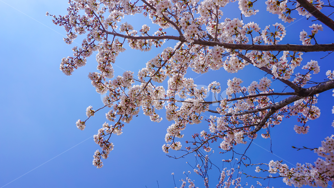 cheryblossom,blossom,plant,식물,벚꽃,꽃