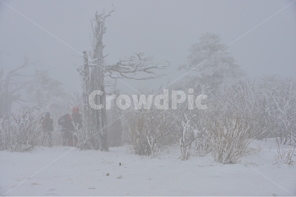plant,식물,tree,나무,outdoors,옥외,nature,자연,storm,폭풍,blizzard,눈보라,winter,겨울,snow,눈,강원도,태백산,태백산설경,계절,태백산고사목