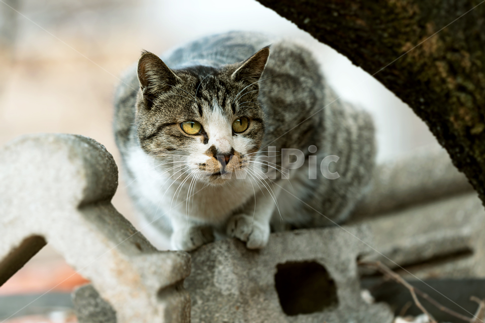 고양이,길고양이,길냥이,야옹이,냐옹이,반려묘,애완묘,반려동물,애완동물,야생동물,펫,캣,mammal,animal,pet,cat