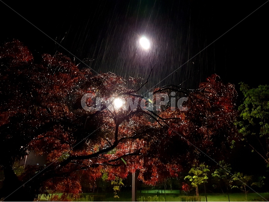 야경,나무,풍경,비,여름,가로등,비,비오는날,rain,rainy
