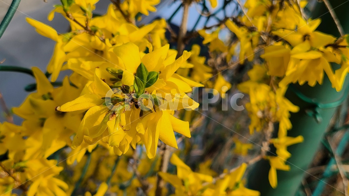 개나리,노란,노란색,꽃,봄,봄꽃,flower,봄날,개화,yellow,plant,식물