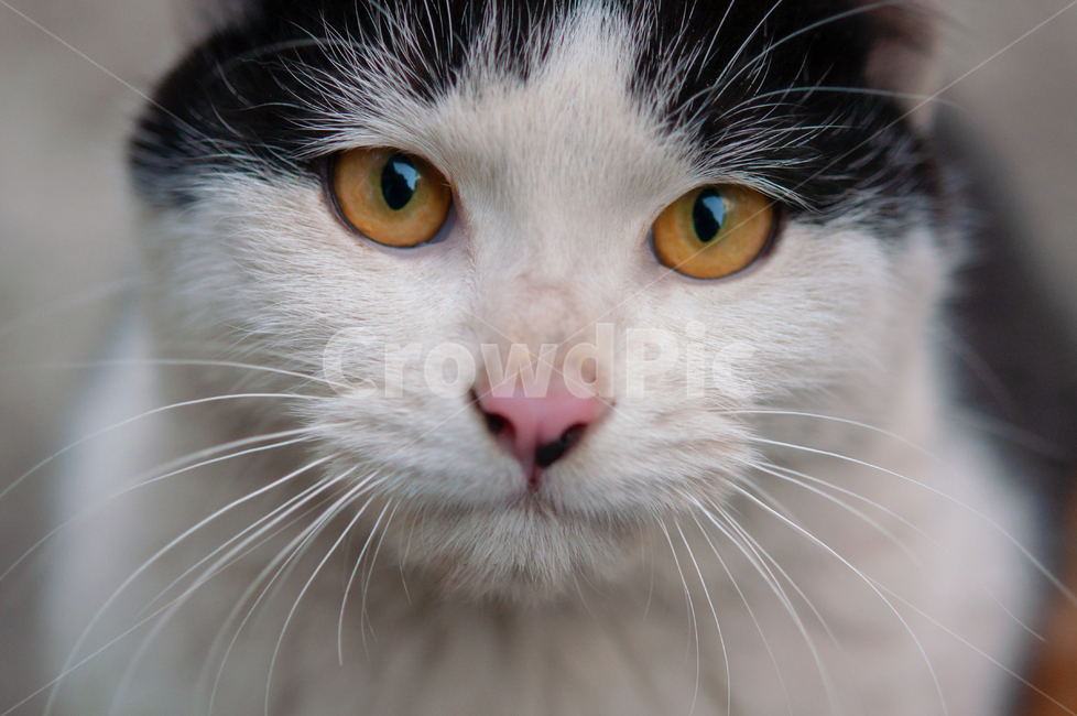 귀여운,수염,털,야생,배경,cute,beard,fur,wild,background,animal,동물,mammal,포유류,pet,애완동물,cat,고양이,동물,animal,포유류,mammal,고양이,cat,kitten,kitty