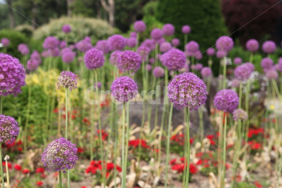 식물,꽃,수목원,여름,flower,식물,자연,plants,nature,꽃,flower