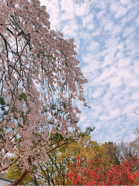 봄,벚꽃,개나리,하늘,풍경,철쭉,봄꽃