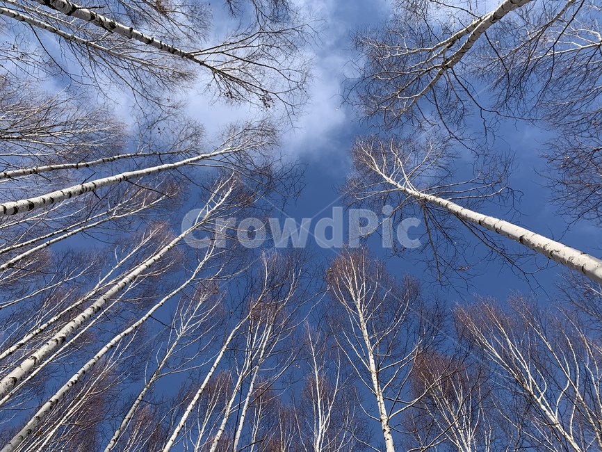 자작나무,숲,나무,하늘,outdoors,자연,식물,nature,식물,자연,plants,nature,나무,trees,wood