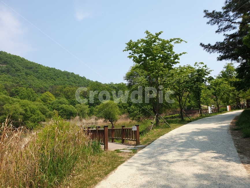 하늘,햇살,나무,숲,자연,봄,날씨,구름,빛,나뭇가지,길,초록색,푸른,산