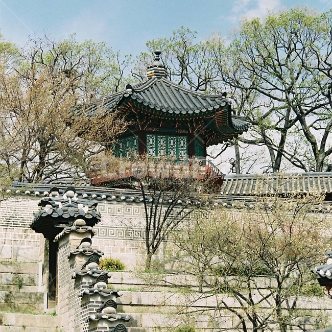 고궁,창덕궁,봄,창경궁,한국,풍경,전통,한국전통,한국문화,korean traditional,korean culture,건축물,건물외관,exterior,building,structure,architecture,construction