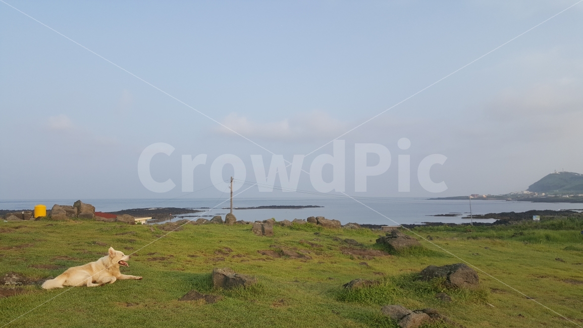 개,제주,바다,바다개,강아지,자연,풍경,nature,landscape,제주도,jeju,jeju island,동물,animal,포유류,mammal,개,강아지,dog,doggy,outdoors,옥외