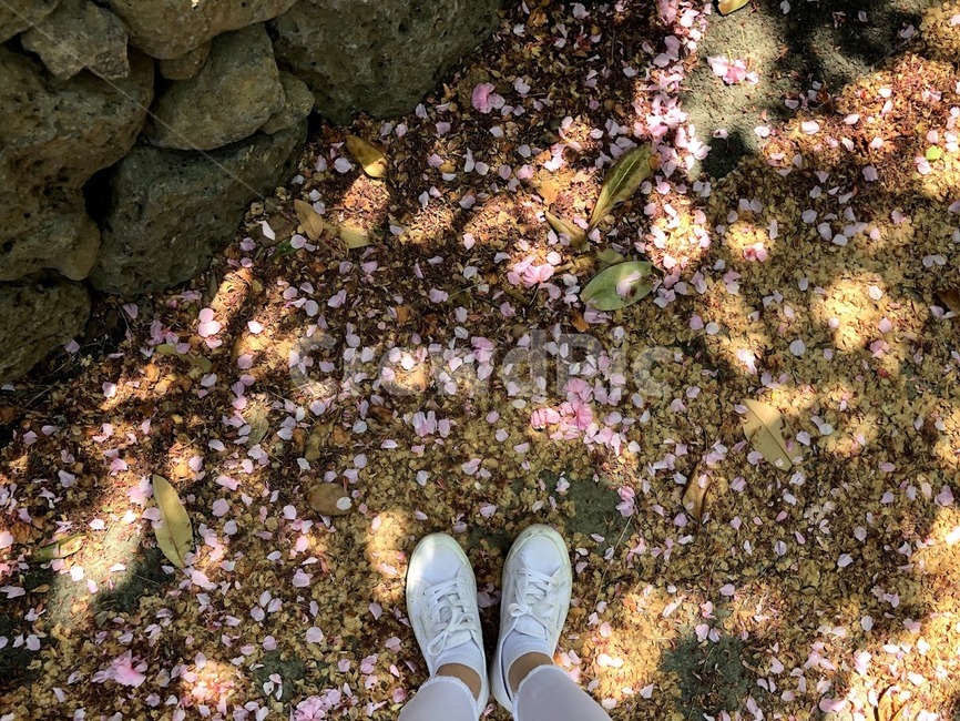낙화,벚꽃,이별,솔로,혼자