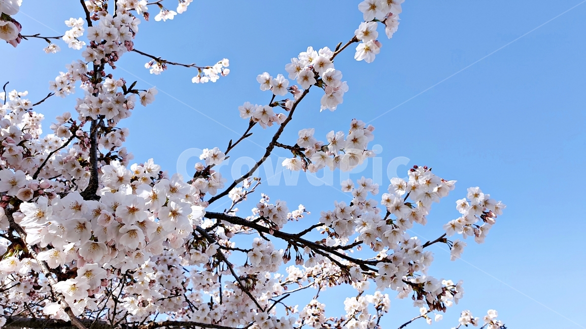 벚꽃,벚꽃나무,풍경,flower,봄,봄날,봄꽃,sky,blue,하늘,plant,봄,계절,spring,season,식물,blossom,꽃,cherry blossom