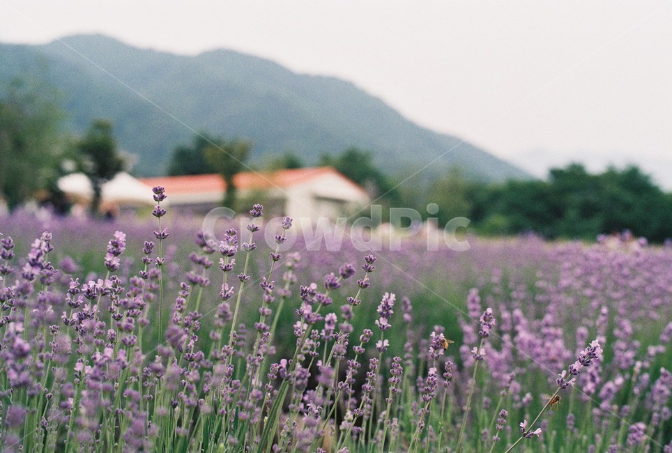 라벤더,lavender,보라색,꽃,허브,라벤더팜,flower,purple,herb,봄,자연,nature,식물,자연,plants,nature,꽃,flower