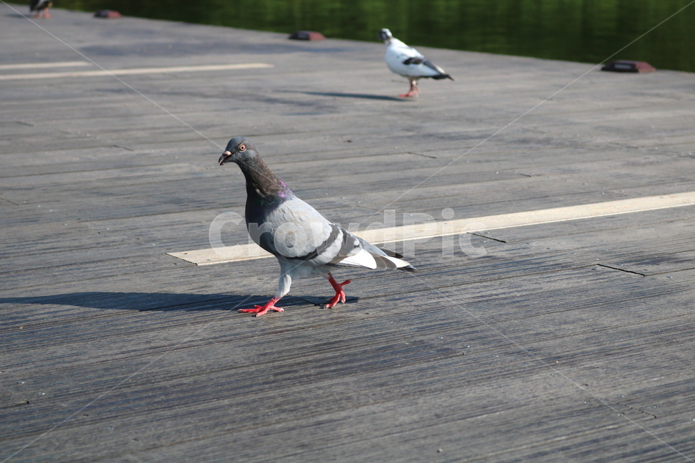 비둘기,새,조류,공원,자연,동물,동물,animal,조류,새,birds