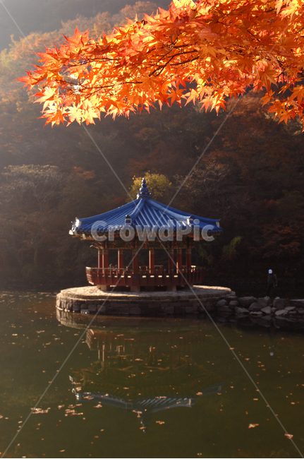 자연,가을,단풍,내장산,식물,가을,계절,fall,autumn,season,한국전통,한국문화,korean traditional,korean culture,건축물,건물외관,exterior,building,structure,architecture,construction,leaf,잎,plant,tree,나무