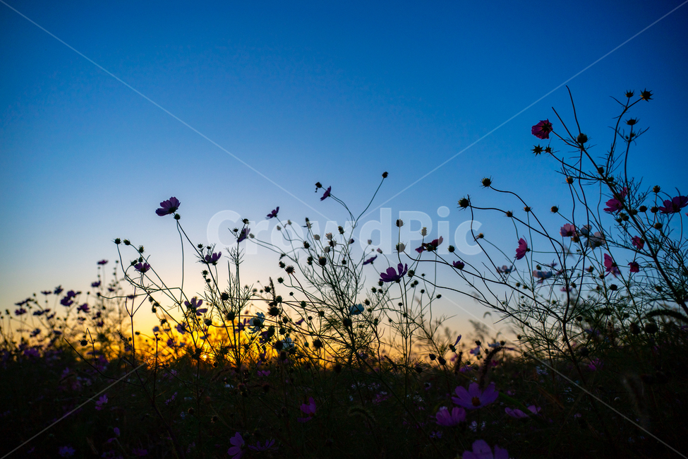 코스모스,cosmos,가을,autumn,fall,자연,nature,꽃,식물,plant,일몰,sunset,자연,풍경,nature,landscape,식물,plants