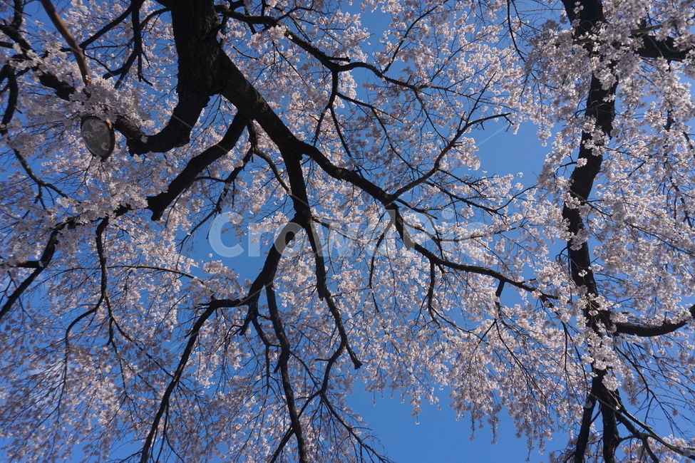 벚꽃,벚나무,수양벚꽃,벚꽃놀이,봄,spring,cherryblossom,자연,봄,계절,spring,season,식물,자연,plants,nature,꽃,flower,나무,trees,wood,plant,tree
