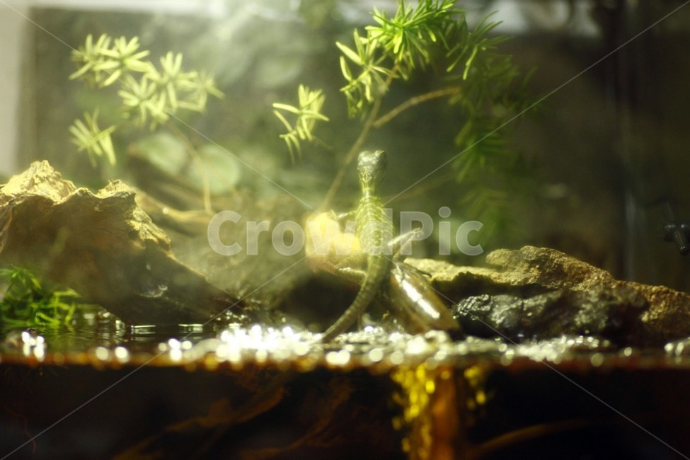 도마뱀,세일핀,리자드,lizard,sailpine,사육,귀여움,qute,수조,비바리움,테라리움,멋진,great,자연,nature