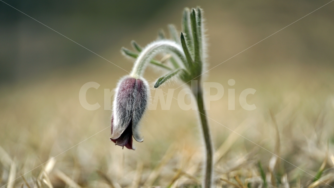 봄,꽃,플라워,spring,flower,봄꽃,식물,자연,이파리,풀,잔디,잔디밭,접사,할미꽃,산,산속,산길,산책,산보,4월,화단,꽃밭,nature,꽃봉오리,식물,자연,plants,nature,봄,계절,spring,season,꽃,flower,geranium,제라늄,blossom,plant