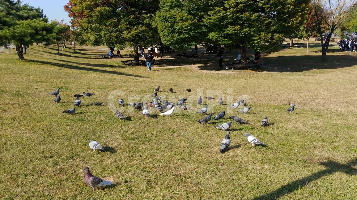 풍경,새,공원,비둘기,park,나무,한강공원,bird,korea,동물,doves,pigeons,잔디,grass,ground,동물,animal,조류,새,birds
