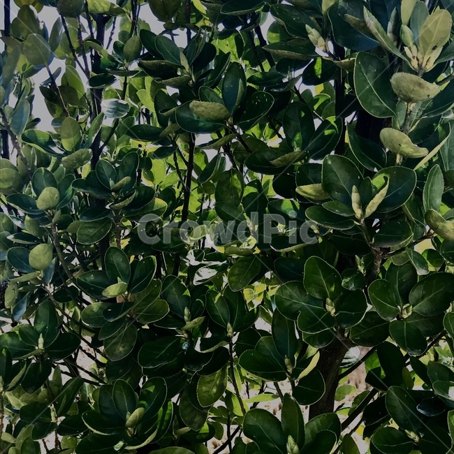 plant,식물,fruit,과일,food,음식,나무,green