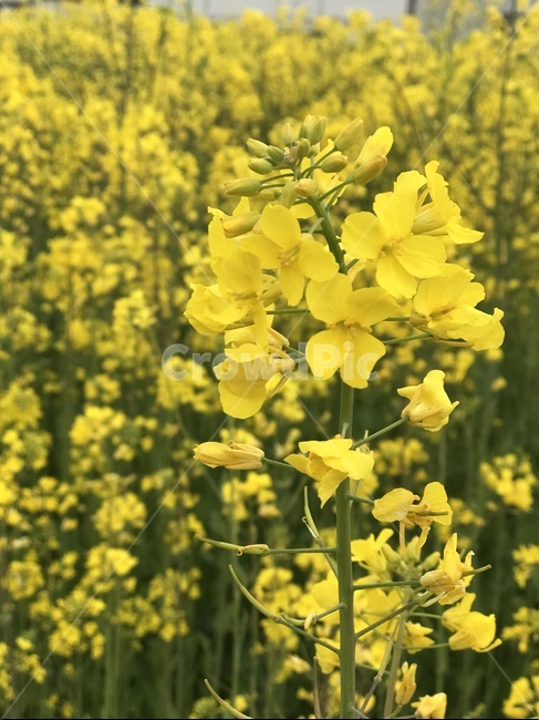 유채꽃,유채,꽃,노랑,봄,봄꽃,제주도,제주유채꽃,봄,계절,spring,season,식물,자연,plants,nature,꽃,flower,plant