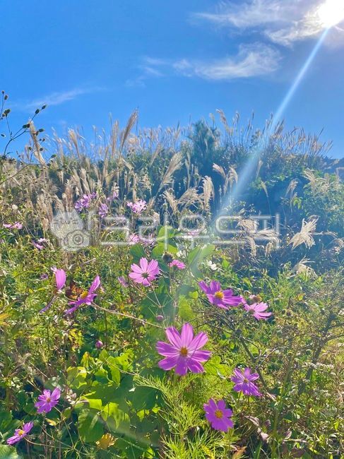 Reed,light,plant,sight,Cosmos,sun,flower,Handled
