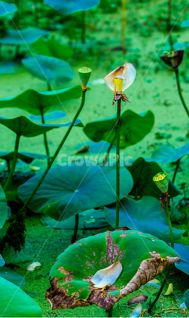 습지,연꽃잎,문양,무늬,생태,자연,식물,자연,plants,nature