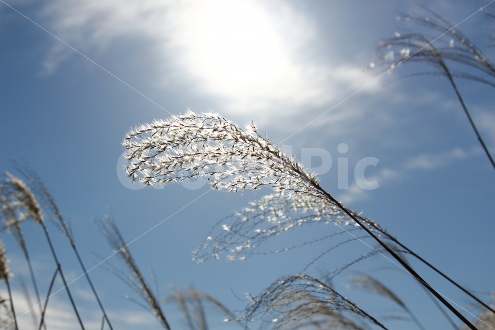 가을,억새,갈대,하늘,빛,계절,풍경,식물,자연,fall,season,autumn,plants,nature,sky,sun,wind,바람,그림자,shadow,가을,계절,fall,autumn,season,식물,자연,plants,nature,grass,잔디,plant,lawn