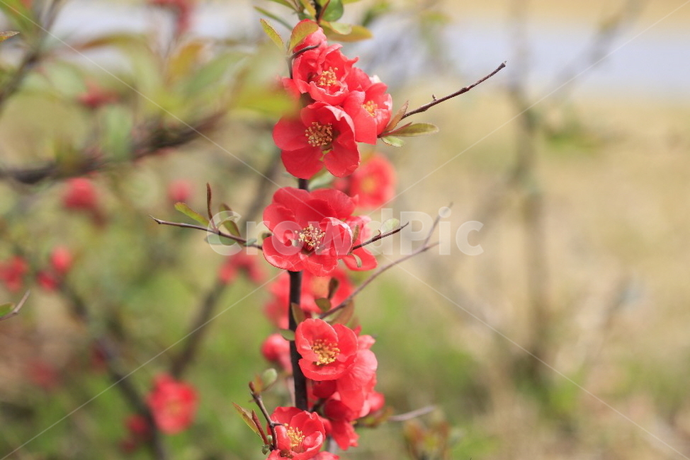 봄,꽃,빨간꽃,봄꽃,꽃배경,봄,계절,spring,season,꽃,flower,plant,식물,geranium,제라늄,blossom