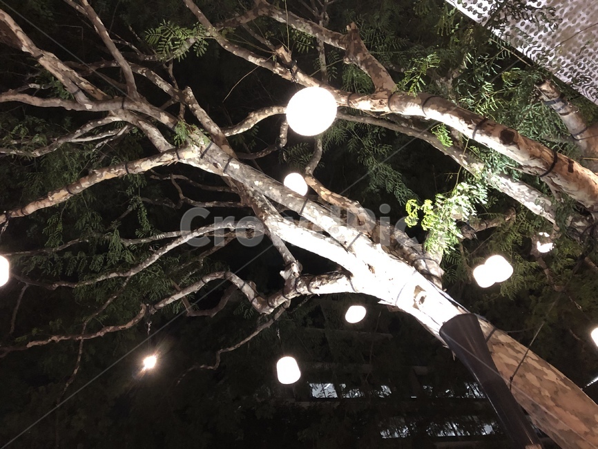 전구,밤,나무,산책,별빛,불빛