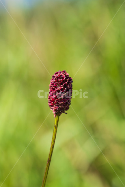 식물,plant,flower,자연,가을
