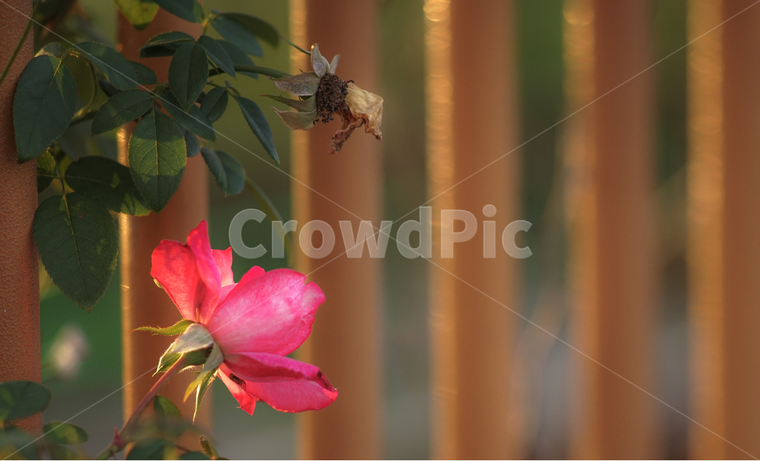 장미,꽃,장미꽃,장미넝쿨,울타리,식물,자연,plants,nature,꽃,flower