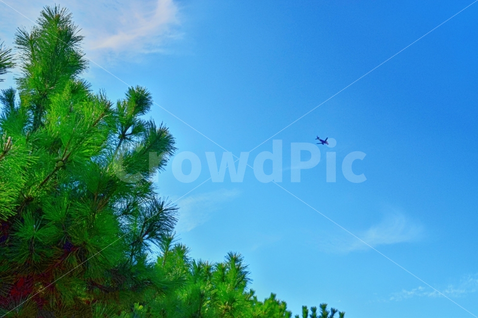 하늘,비행기,풍경,나무,여행,자연,풍경,nature,landscape,교통,교통수단,traffic,transportation,tree,plant,식물