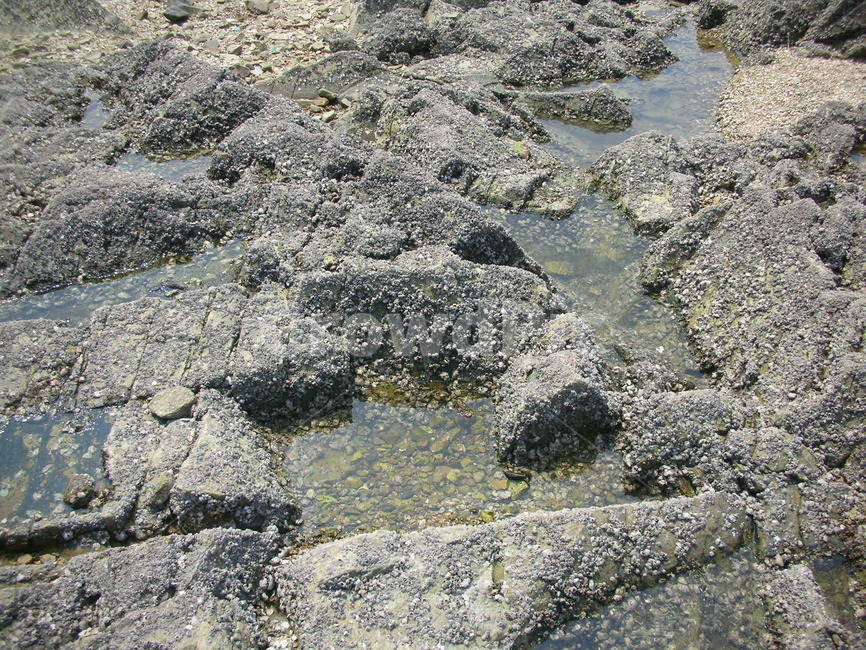 갯벌,해변,바위,인천,소라,shell,incheon,rock,mudflat