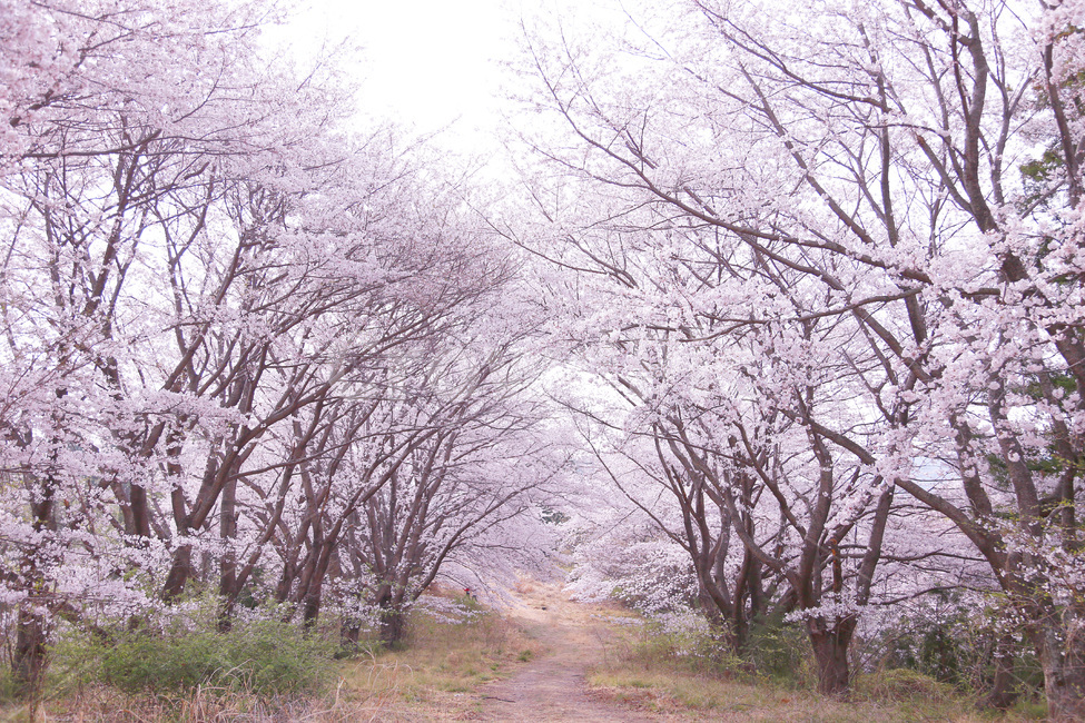 love,in the woods,forest,pink,Cherry Blossom,Geoje Cherry Blossoms,cherryblossom,March,flower garden,flower road,Geoje Island,spring,spring flowers,cherry blossom forest,Secret Garden,nature,flower,flower rain,Geoje,Seohang Village,plant,Blossom,flower vi