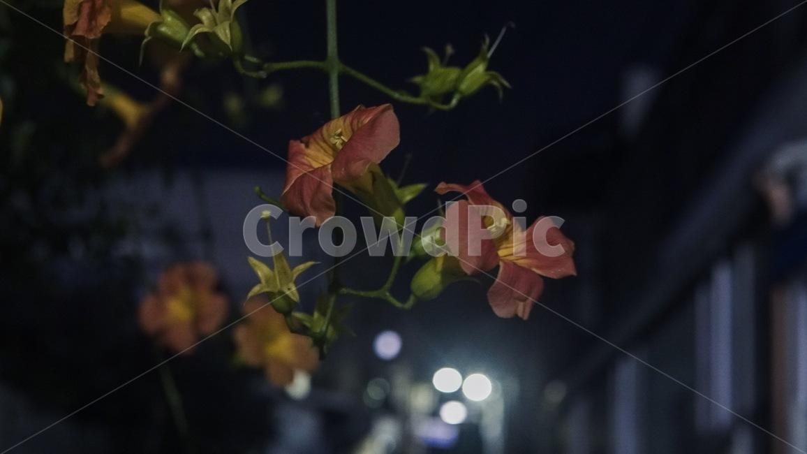 나팔꽃,꽃,flower,밤,저녁,감성,보케