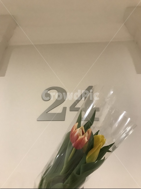 튤립,꽃,24,흰벽,flower,tulip