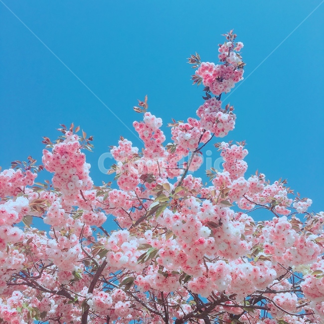 개심사,서산,벚꽃,겹벚꽃,봄꽃,봄,봄,계절,spring,season,식물,자연,plants,nature,꽃,flower,plant,blossom