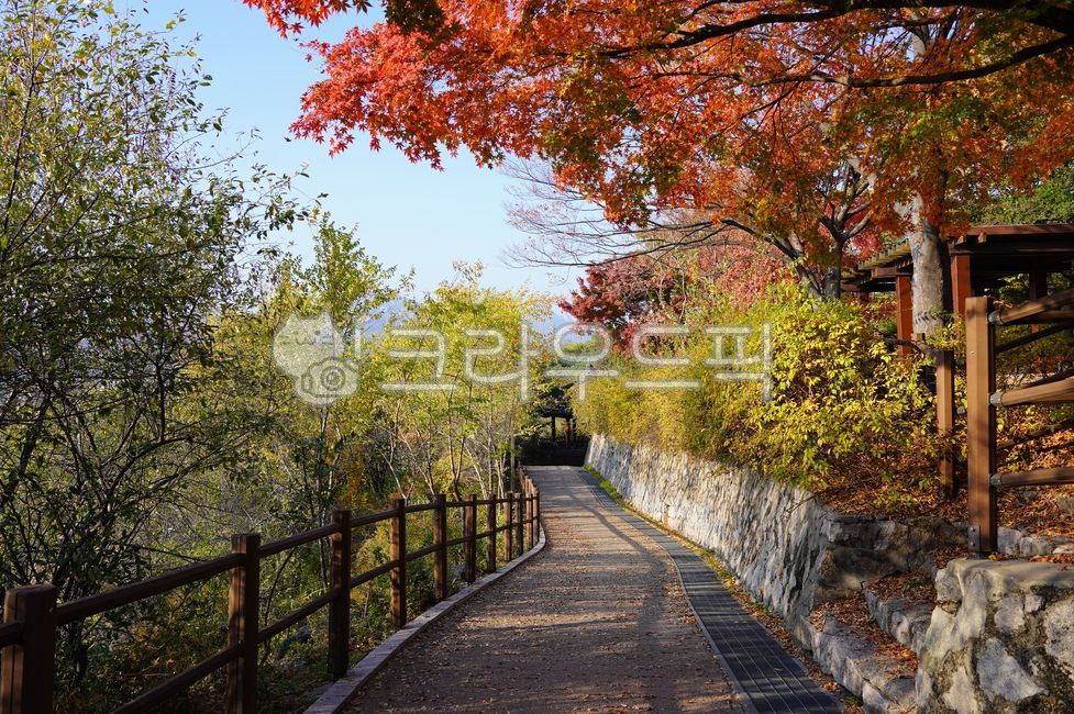 Autumn road,fallen leaves,maple leaves,maple leaves,red leaves,Naksan Park