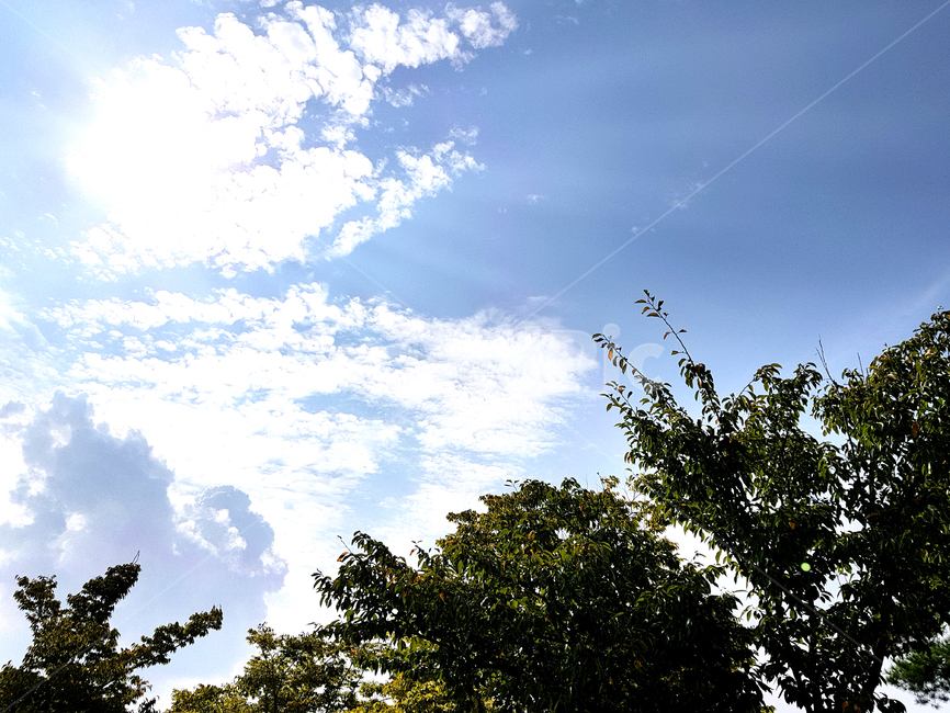 plant,식물,grass,잔디,tree,나무,양산시,거리,nature,자연,outdoors,옥외,가늘하늘,하늘,sky,자연,풍경,nature,landscape